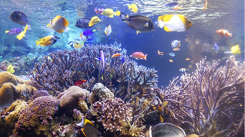 鳥羽水族館